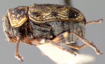 Media type: image; Entomology 8783   Aspect: habitus lateral view
